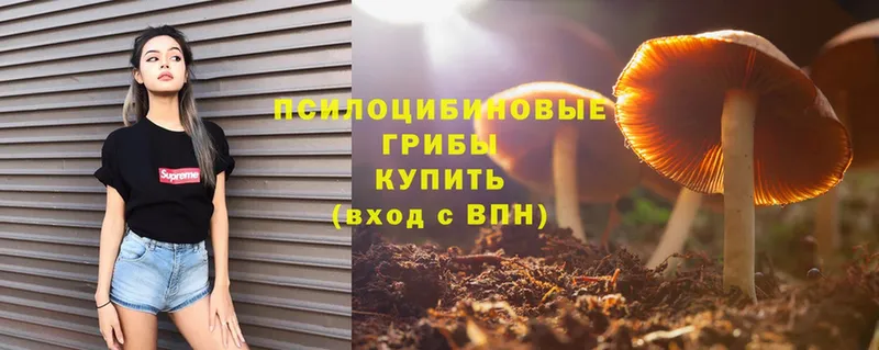 Псилоцибиновые грибы MAGIC MUSHROOMS  как найти закладки  Гороховец 